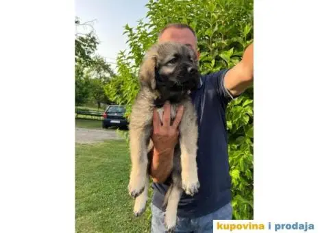 Šarplaninac štenci - 10/12