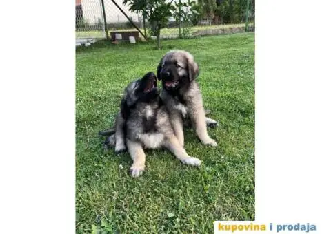 Šarplaninac štenci - 11/12