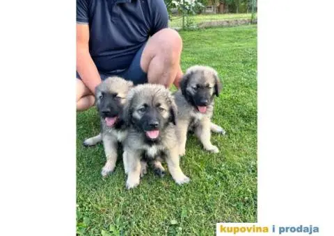 Šarplaninac štenci - 12/12