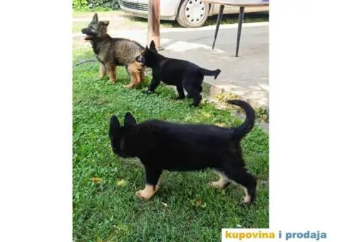 Nemački ovčar štenci - 1/9