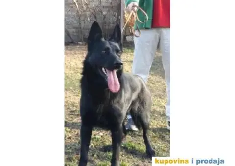 Nemački ovčar štenci - 2/9