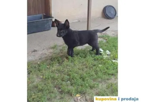 Nemački ovčar štenci - 3/9