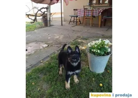 Nemački ovčar štenci - 4/9