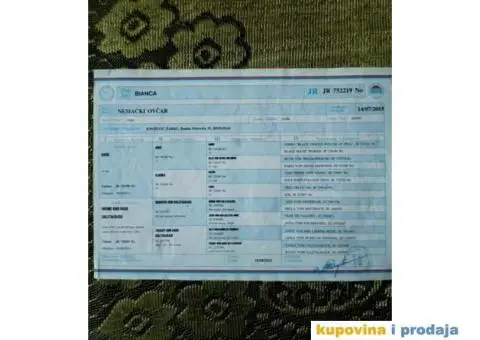 Nemački ovčar štenci - 5/9