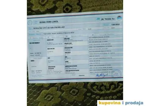 Nemački ovčar štenci - 6/9