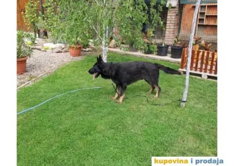 Nemački ovčar štenci - 7/9