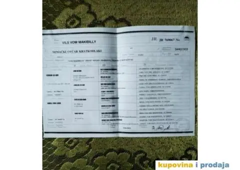 Nemački ovčar štenci - 8/9