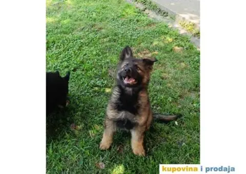 Nemački ovčar štenci - 9/9
