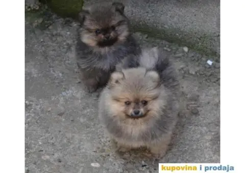 Pomeranac BOO medvedići, Pomeranski Špic štenci - 1/9