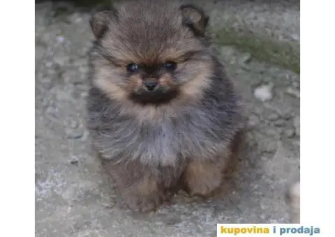 Pomeranac BOO medvedići, Pomeranski Špic štenci - 2/9