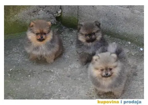 Pomeranac BOO medvedići, Pomeranski Špic štenci - 4/9