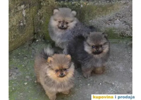 Pomeranac BOO medvedići, Pomeranski Špic štenci - 5/9