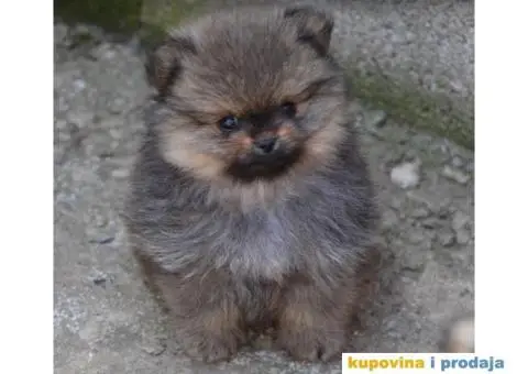 Pomeranac BOO medvedići, Pomeranski Špic štenci - 6/9