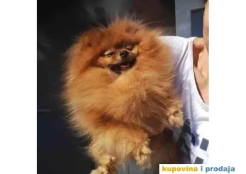 Pomeranac BOO medvedići, Pomeranski Špic štenci - 7/9