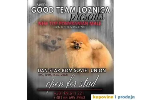 Pomeranac BOO medvedići, Pomeranski Špic štenci - 8/9