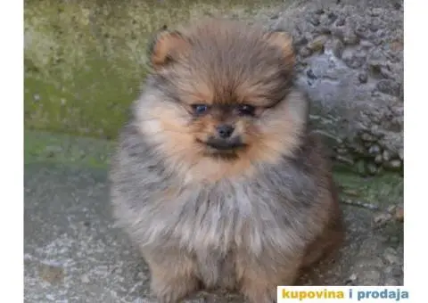 Pomeranac BOO medvedići, Pomeranski Špic štenci - 9/9