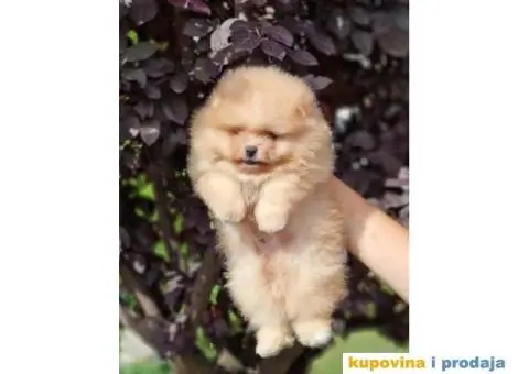 Pomeranac BOO štenci PREPORUKA - 1/3