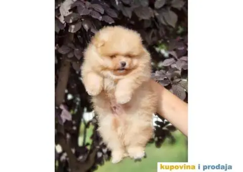 Pomeranac BOO štenci PREPORUKA - 2/3