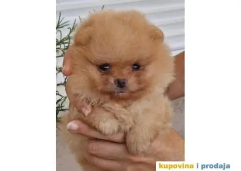 Pomeranac BOO štenci PREPORUKA - 3/3