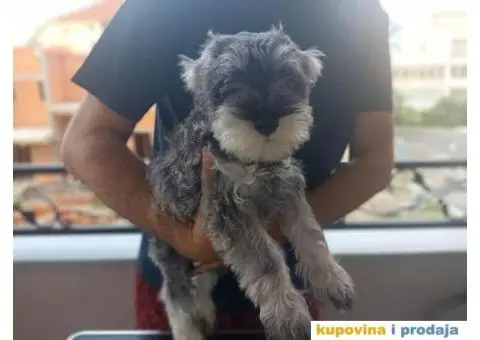 Patuljasti ŠNAUCER biber so ženkica - 1/5