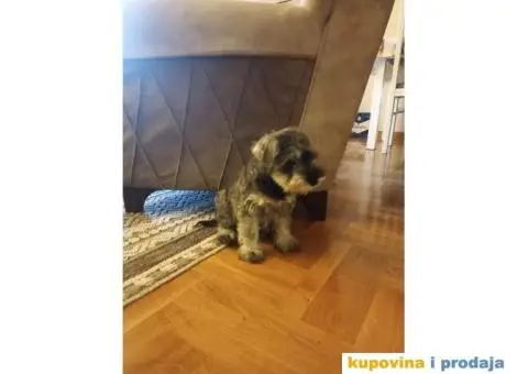 Patuljasti ŠNAUCER biber so ženkica - 2/5