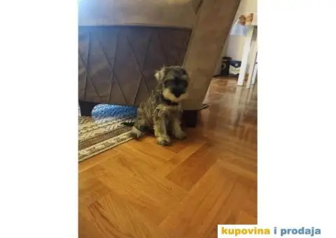 Patuljasti ŠNAUCER biber so ženkica - 3/5