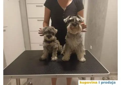 Patuljasti ŠNAUCER biber so ženkica - 4/5