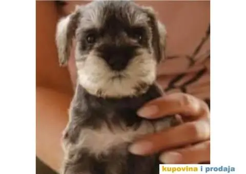 Patuljasti ŠNAUCER biber so ženkica - 5/5