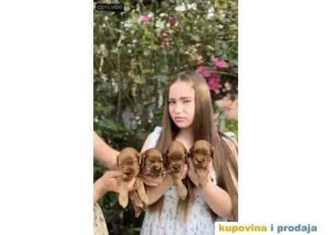 Jedinstveni Cockapoo u crvenoj boji - 1/5