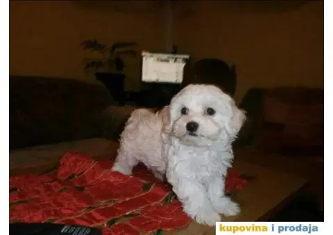 Prelepi stenci MALTEZERA za prodaju - 1/5