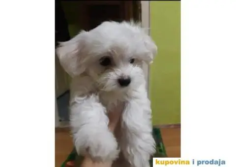 Prelepi stenci MALTEZERA za prodaju - 2/5