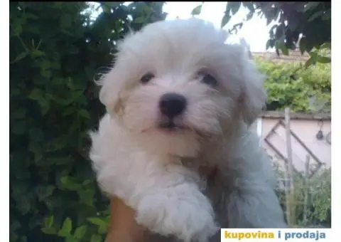 Prelepi stenci MALTEZERA za prodaju - 3/5