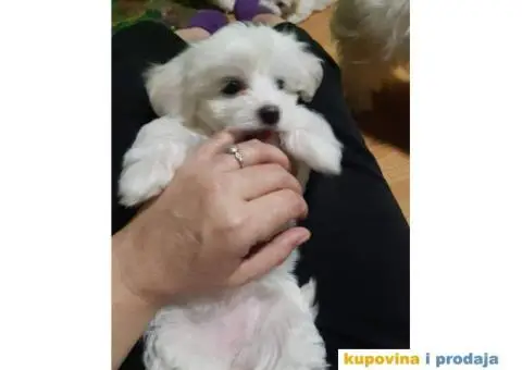 Prelepi stenci MALTEZERA za prodaju - 4/5