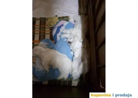 Prelepi stenci MALTEZERA za prodaju - 5/5