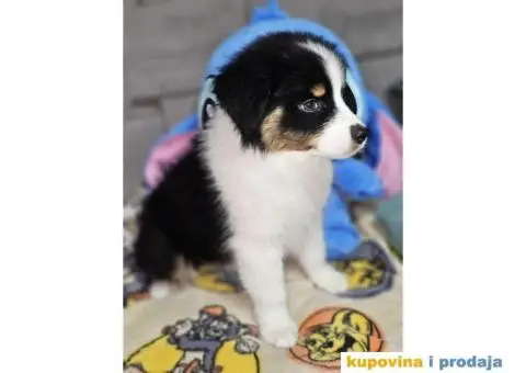 Australijski ovcar štenci HITNO I POVOLJNO - 1/6