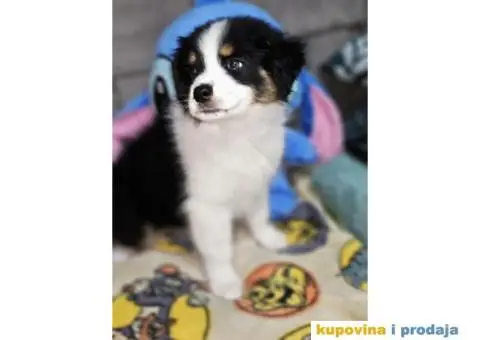 Australijski ovcar štenci HITNO I POVOLJNO - 2/6