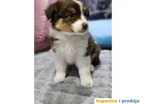 Australijski ovcar štenci HITNO I POVOLJNO - 3/6