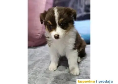 Australijski ovcar štenci HITNO I POVOLJNO - 4/6