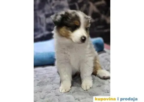 Australijski ovcar štenci HITNO I POVOLJNO - 5/6