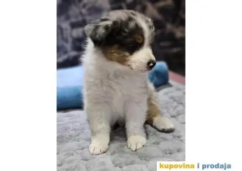 Australijski ovcar štenci HITNO I POVOLJNO - 6/6