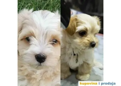 Havanski Bišon štenci HITNO I POVOLJNO - 1/7