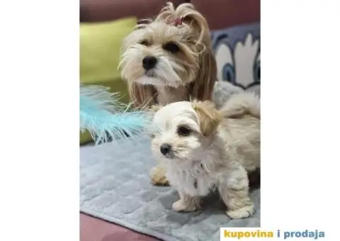 Havanski Bišon štenci HITNO I POVOLJNO - 2/7