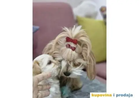Havanski Bišon štenci HITNO I POVOLJNO - 4/7