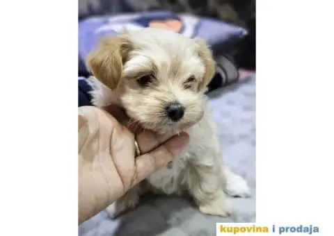 Havanski Bišon štenci HITNO I POVOLJNO - 5/7