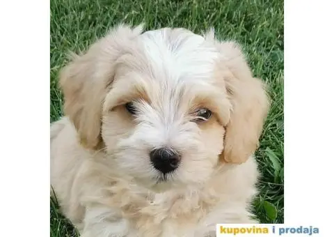 Havanski Bišon štenci HITNO I POVOLJNO - 6/7