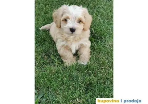 Havanski Bišon štenci HITNO I POVOLJNO - 7/7