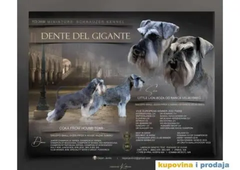 Na prodaju vrhunski štenci Patuljastog ŠNAUCERA - 1/11