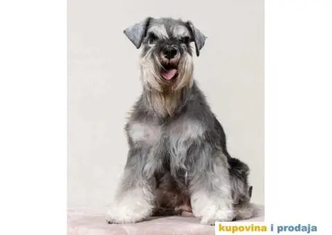 Na prodaju vrhunski štenci Patuljastog ŠNAUCERA - 2/11