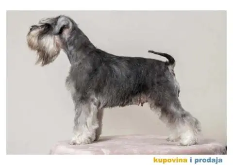 Na prodaju vrhunski štenci Patuljastog ŠNAUCERA - 3/11