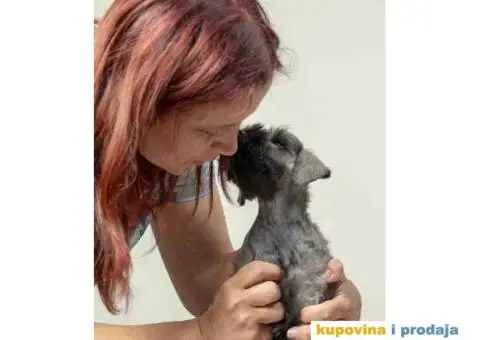 Na prodaju vrhunski štenci Patuljastog ŠNAUCERA - 5/11
